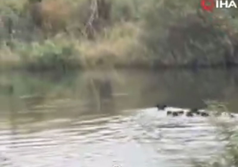 Έβρος: Πιάστηκε «στα πράσα» τουρκική… τετράποδη εισβολή!...VIDEO