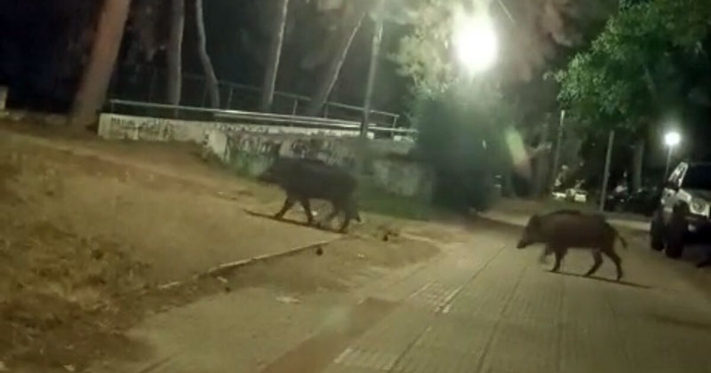 Μπήκαν μέσα στον Βόλο τα αγριογούρουνα