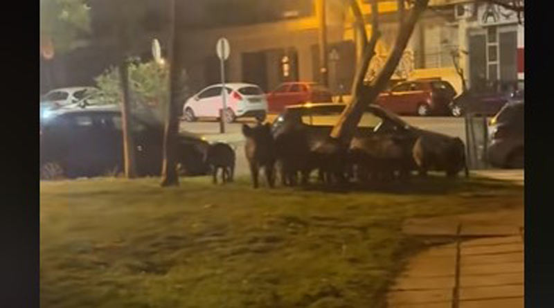 Βραδινή… βόλτα για αγριογούρουνα στην Τούμπα...VIDEO