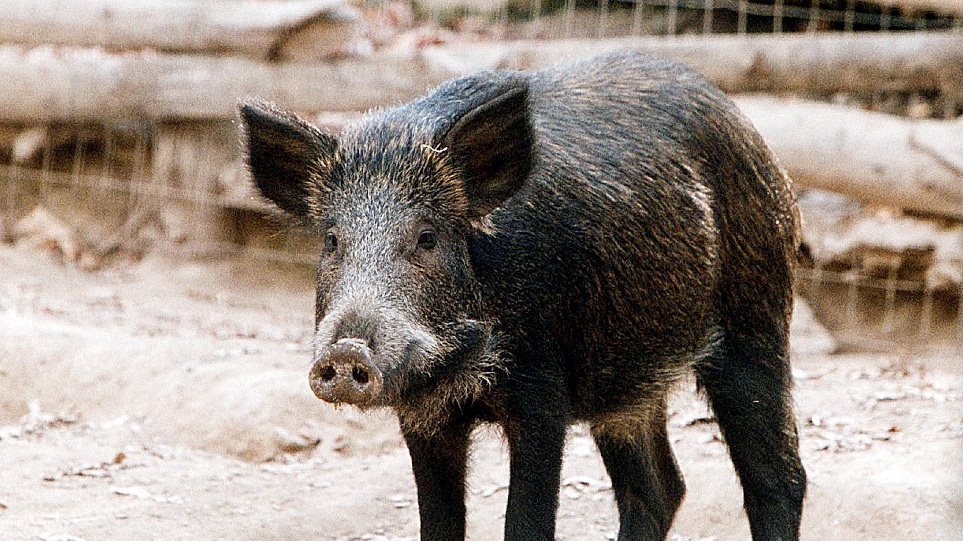 Θρακομακεδόνες: Αγριογούρουνα βολτάρουν στην κεντρική πλατεία