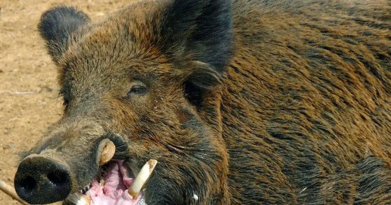 Κοζάνη: Τραυματίστηκε κυνηγός από αγριογούρουνο