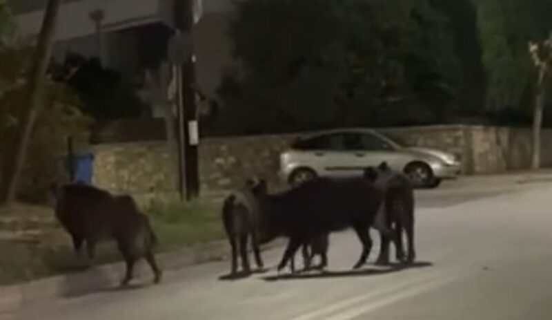 Βόλος : Ολόκληρο κοπάδι αγριόχοιρων πάνω από το 8ο Γυμνάσιο στη Ν. Δημητριάδα