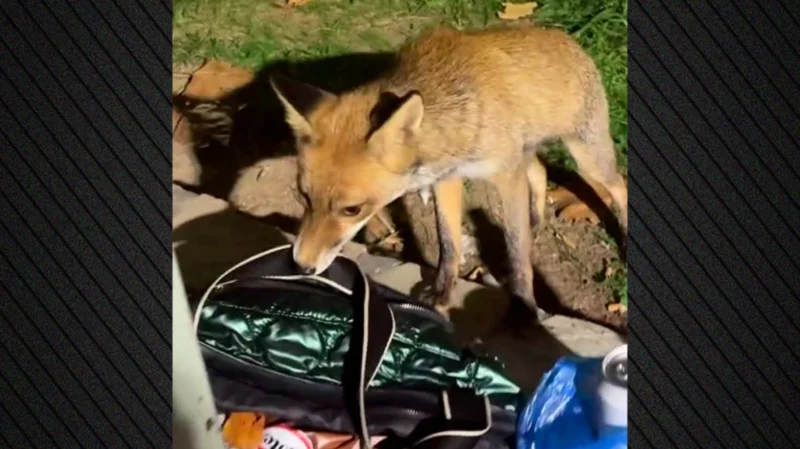Αλεπού...τσαντάκιας στην Πετρούπολη....VIDEO