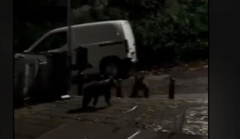 Αρκούδες...για τσίπουρα σε καφενείο στο Περιβόλι Γρεβενών...VIDEO