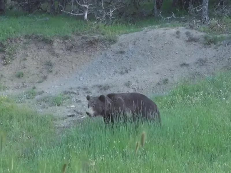 Oι τρομακτικές στιγμές που βίωσε ο Πέτρος Βλάχος όταν δέχθηκε επίθεση από αρκούδα