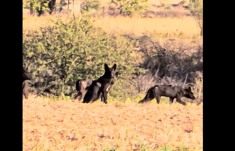 Αγέλη μαύρων "λύκων" το Κιλκίς....VIDEO