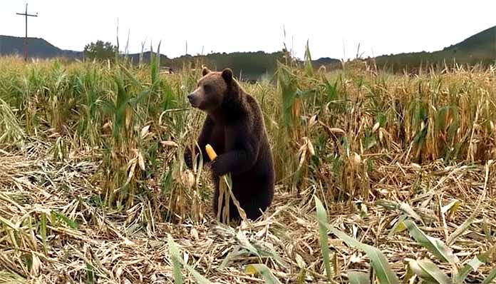 Αρκούδες ρημάζουν χωράφι