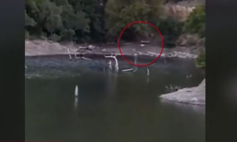 Πάρνηθα: Ελάφι βουτάει στη λίμνη Μπελέτσι για να σωθεί από αγέλη λύκων...VIDEO