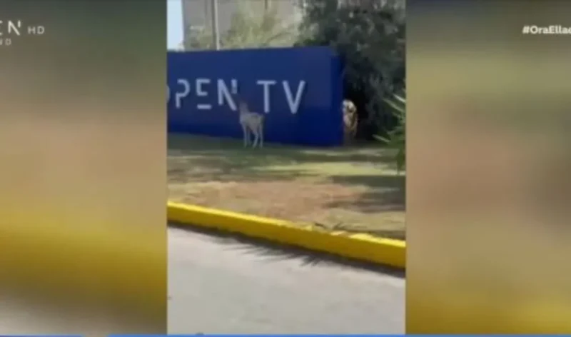 Ένα ελάφι... επισκέφθηκε το OPEN...VIDEO