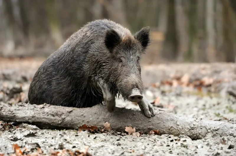 «Έπαθε εμπλοκή το όπλο μου» - Ο κυνηγός που έκανε 60 ράμματα από επίθεση αγριογούρουνου 180 κιλών στα Γρεβενά εξιστορεί την επίθεση