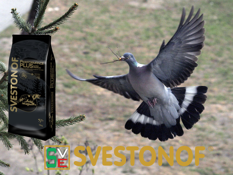 Ανταπόκριση περασμάτων : Μόνο φάσσες σήμερα...23/10/2025