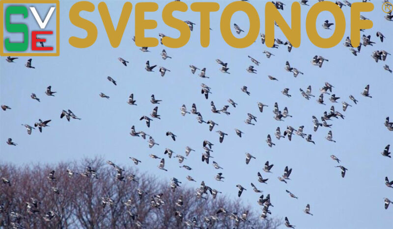 Ανταπόκριση περασμάτων : Καλό μπάσιμο από φάσσες....VIDEO