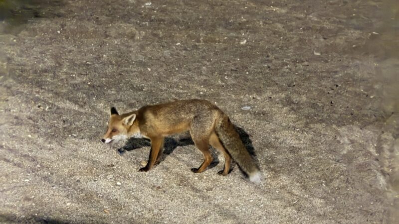 Απρόσκλητος επισκέπτης: Αλεπού εντοπίστηκε στο Παλαιό Φάληρο