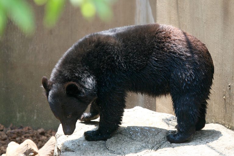 japanese-black-bear-2-768×512 Ιαπωνία: Περιφερειάρχης ζητά τη συνδρομή του στρατού για εξόντωση των αρκούδων – Δραματική αύξηση των επιθέσεων