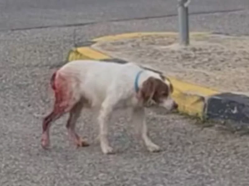 Ασύλληπτη κτηνωδία στο Επιτάλιο Ηλείας - Σκύλος βασανίστηκε και κακοποιήθηκε σεξουαλικά