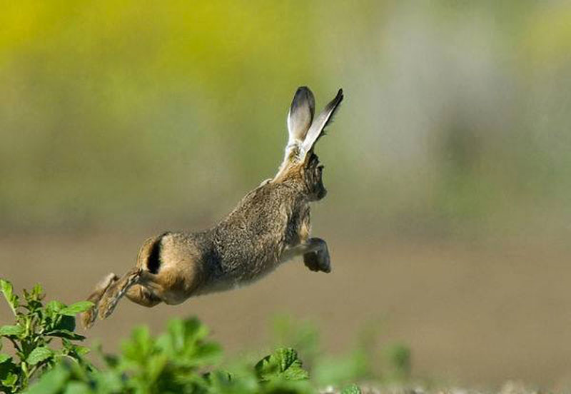 Λαγο...κουβέντες : Είναι αποδεκτό το κυνήγι λαγού χωρίς σκύλους δίωξης;...VIDEO