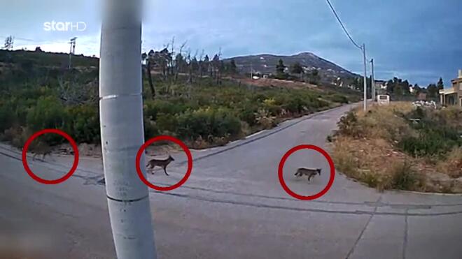 Όταν η “Καλλιστώ” βλέπει ρομαντικά τον λύκο – και ξεχνά την πραγματικότητα των κατοίκων