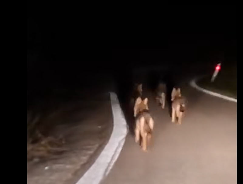 Κ.Σ. Ξάνθης : Αγέλη λύκων εμφανίστηκε στον οικισμό Δημάριο...VIDEO