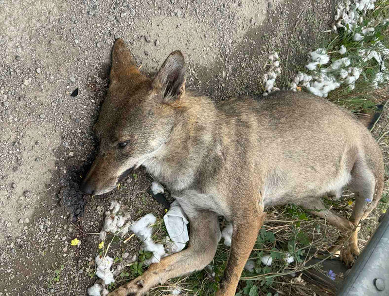 Τροχαίο με λύκο στο δρόμο Θήβας-Λιβαδειάς