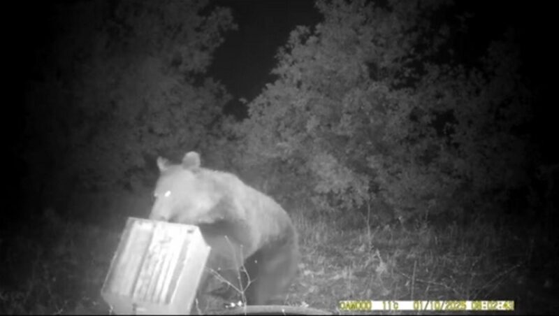 Αρκούδα επιτίθεται σε μελίσσια στη δυτική Φθιώτιδα...VIDEO