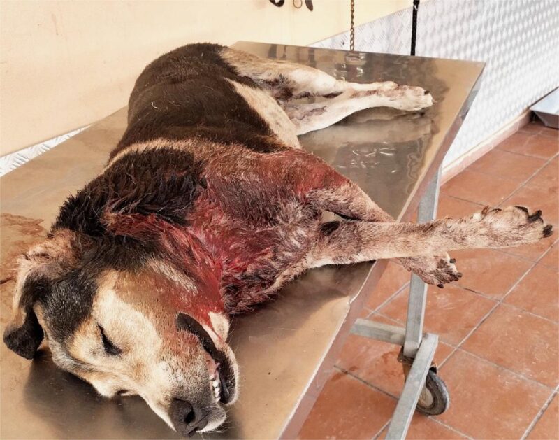 Αχαρνές: Λύκοι κατασπάραξαν σκύλο (Σκληρές εικόνες)