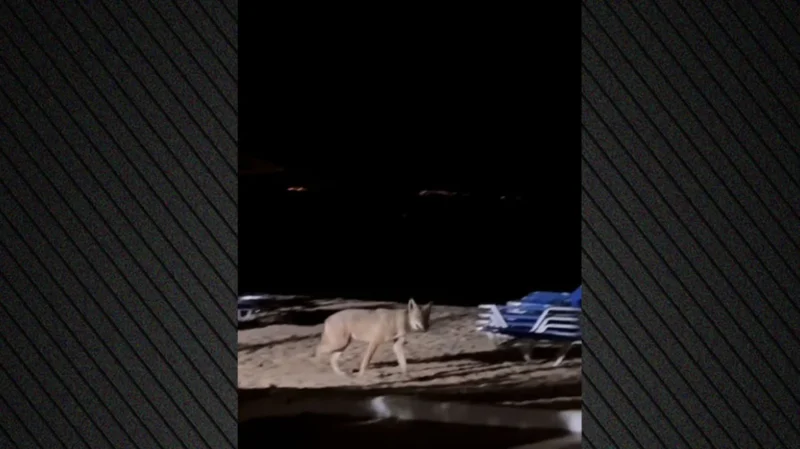 Λύκος που επιτέθηκε σε παιδί στην παραλία: «Δεν θα στηθούν παγίδες, θα τον αναισθητοποιήσουμε»