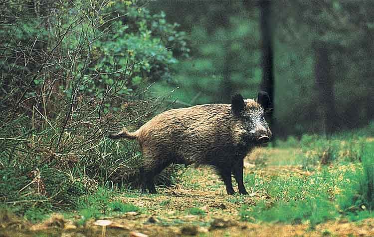 marousi-agriogourouno-750×475 Εύβοια: Αγριογούρουνο επιτέθηκε σε βοσκό