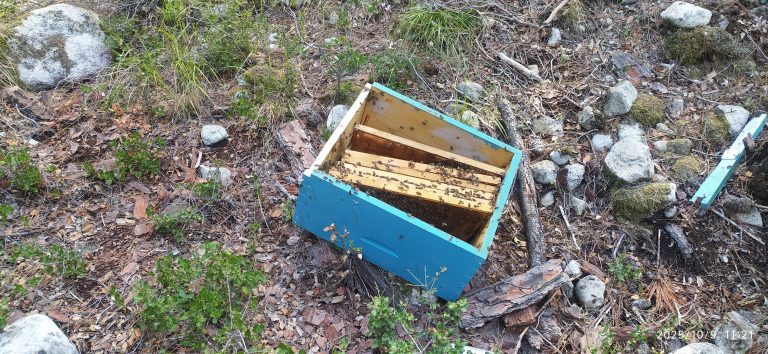 Σέρρες: Αρκούδα καταστρέφει μελίσσια στη Χρυσοπηγή ...VIDEO