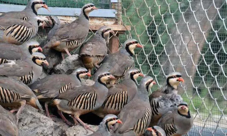 Απελευθερώνονται 80.000 πέρδικες