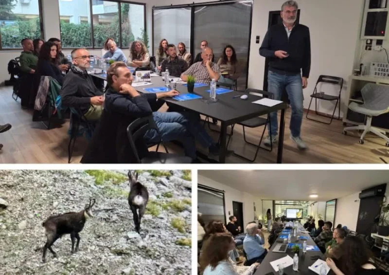 Ήπειρος: Ενίσχυση των οικολογικών διαδρόμων για το αγριόγιδο των Βαλκανίων