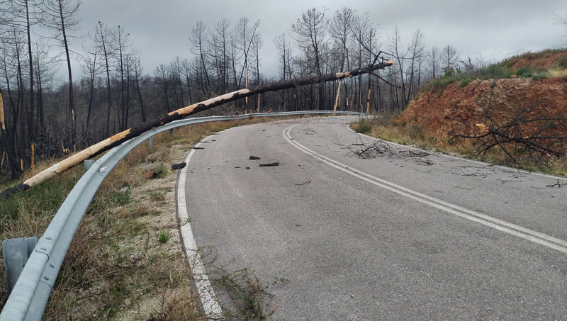 ptoseis_dendron Προσοχή : Έκτακτη ανακοίνωση του Δασαρχείου Αλεξανδρούπολης