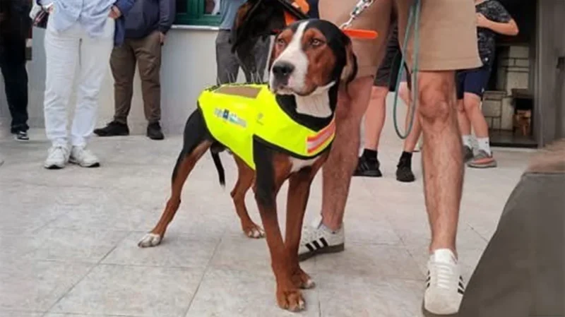 Καλλιστώ : Γιλέκα για προστασία των κυνηγόσκυλων από τους λύκους