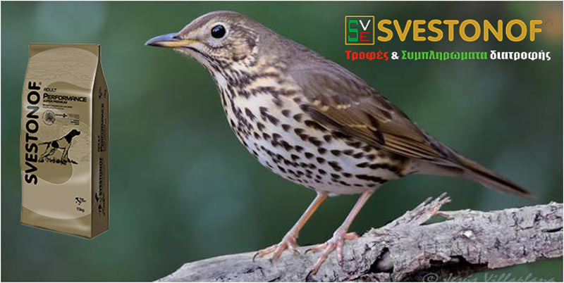 Ανταπόκριση περασμάτων : Που είχε τσίχλες σήμερα....14/10/2025