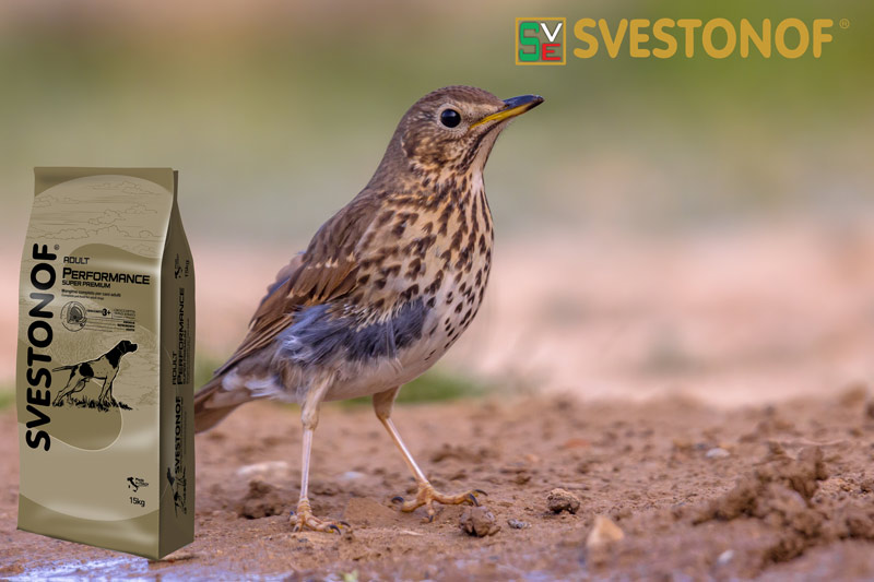 Ανταπόκριση περασμάτων : Το πρώτο μπάσιμο από τσίχλες....6/10/2025