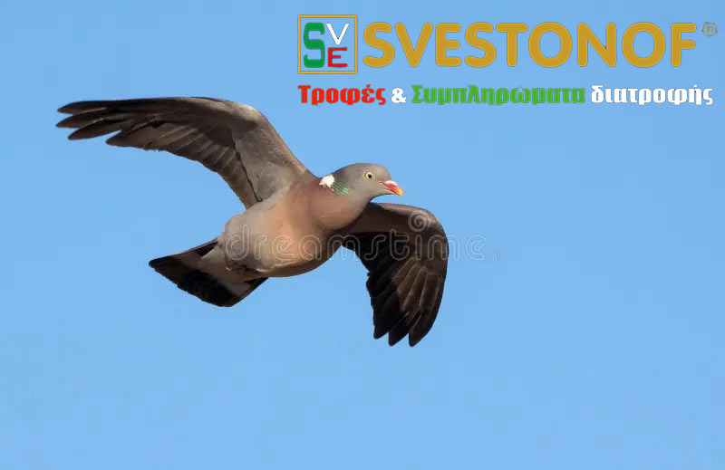wood-pigeon Ανταπόκριση περασμάτων : Οι ατσαλόφτερες συνεχίζουν ακάθεκτες ....27/10/2025