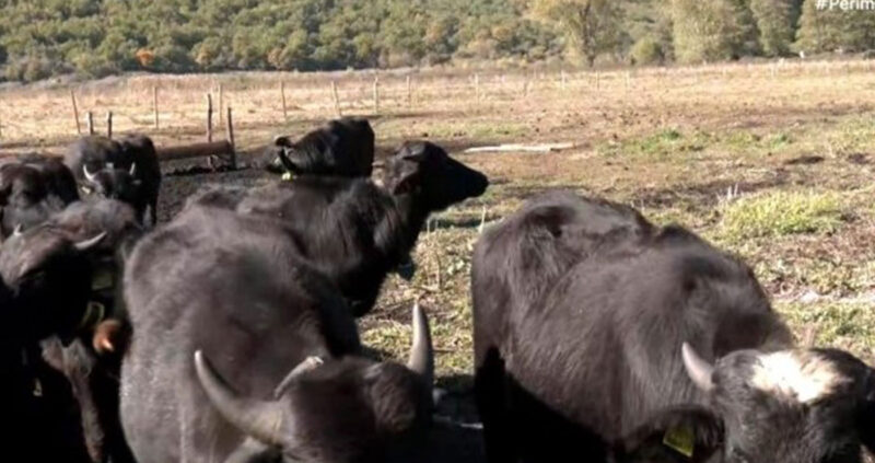 xeimaditida Φλώρινα: Νεροβούβαλοι καλούνται να σώσουν την λίμνη Χειμαδίτιδα από χερσοποίηση...VIDEO