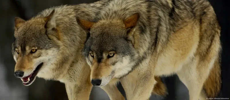 Οι επιθέσεις λύκων σε ανθρώπους στην Ελλάδα και η προσπάθεια υποβάθμισης τους από τις ΜΚΟ