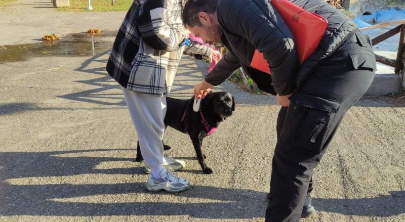 Θεσσαλονίκη: Έλεγχοι σε ιδιοκτήτες δεσποζόμενων ζώων – 17 πρόστιμα σε έναν μήνα