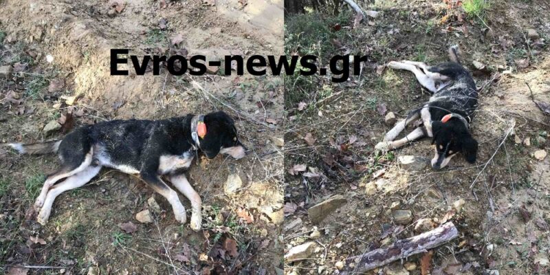 Σουφλί : Λύκοι προσπάθησαν να επιτεθούν σε κυνηγό