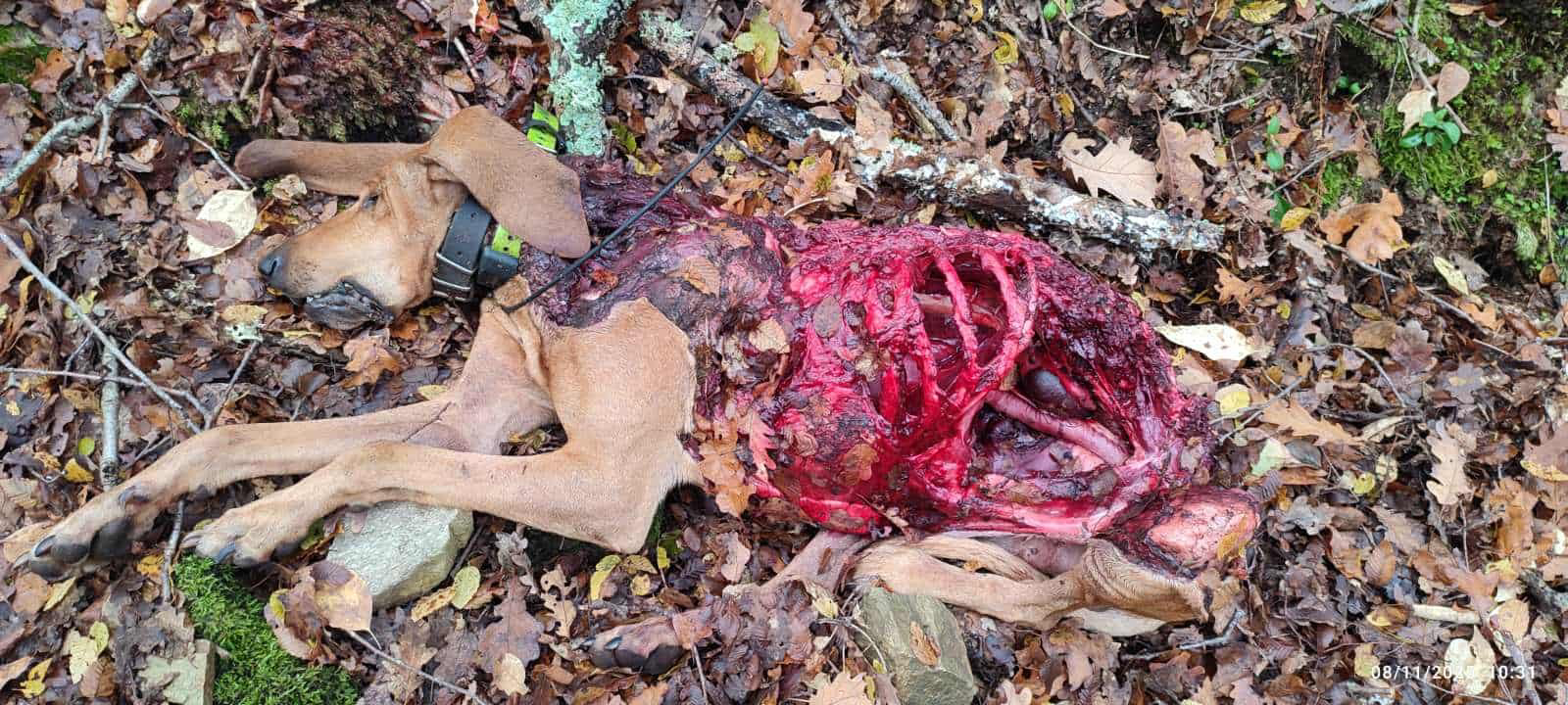 Διπλή φονική επίθεση λύκων σε κυνηγόσκυλα στο Παρανέστι Δράμας – Τζάκος και Λίζα
