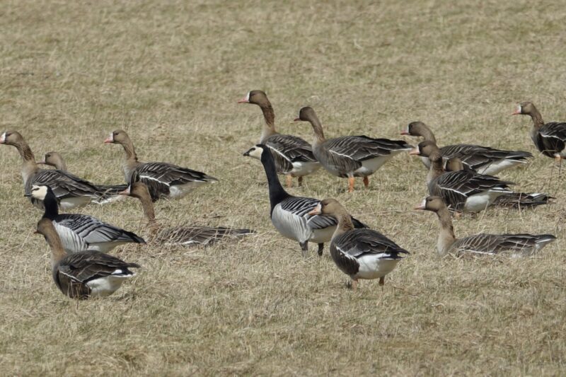 Τι ασκεί πραγματικά πιέσεις στη φύση της Ευρώπης; Ασκεί η θήρα την μεγαλύτερη;