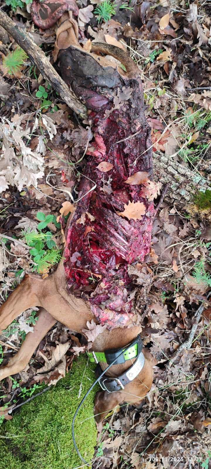 Διπλή φονική επίθεση λύκων σε κυνηγόσκυλα στο Παρανέστι Δράμας – Τζάκος και Λίζα
