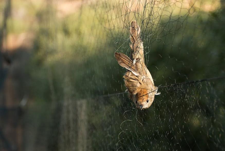 Γ' ΚΟΠ : 1000€ πρόστιμο για παράνομη σύλληψη άγριων πτηνών