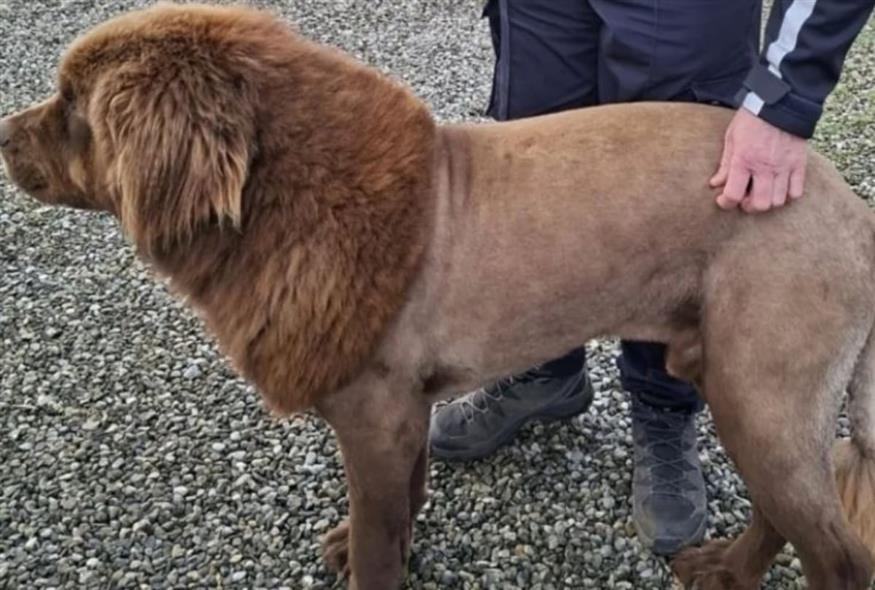 Ιρλανδία: Έψαχναν για μέρες «λιοντάρι» που έτρεχε ελεύθερο στη φύση αλλά τους προέκυψε... σκύλος