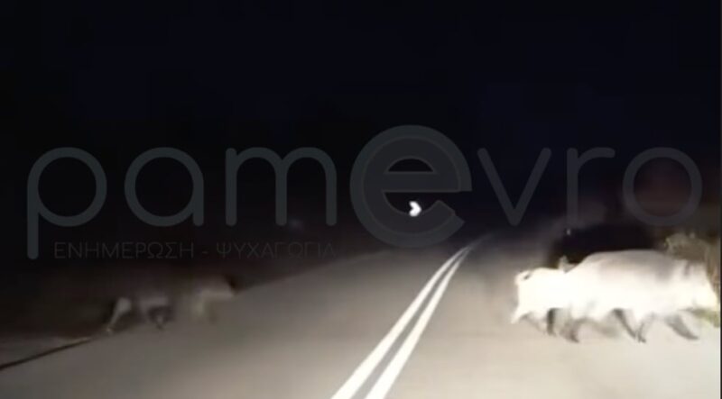 Αγέλες αγριογούρουνων «αλωνίζουν» στους δρόμους της Θράκης – Συναγερμός από οδηγούς...VIDEO