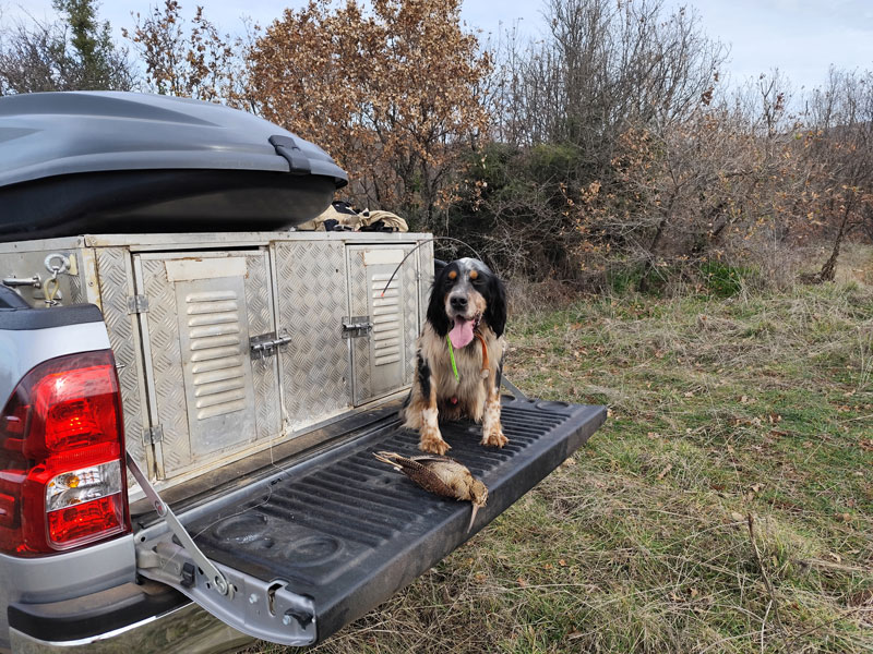 Περιστατικό δηλητηρίασης κυνηγόσκυλου στην Άνω Φτέρη Σπερχειάδας