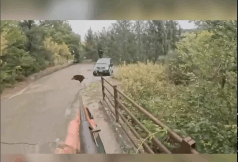 Οχτώ γουρούνια με οχτώ τουφεκιές...VIDEO