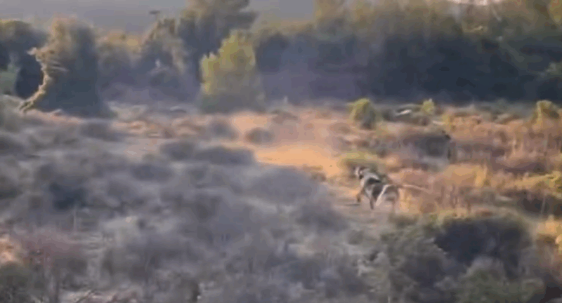 Ξεφώλιασμα και τουφεκιά σε κυνήγι λαγού με μπιγκλ...VIDEO