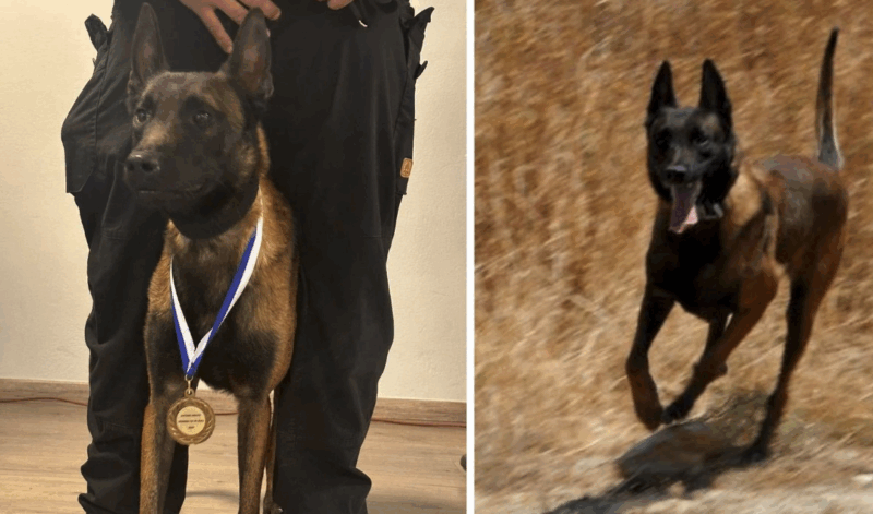 Σκότωσαν τον Echo! Θρήνος για τον σκύλο που συμμετείχε σε έρευνες για τα Τέμπη και για δολοφονίες