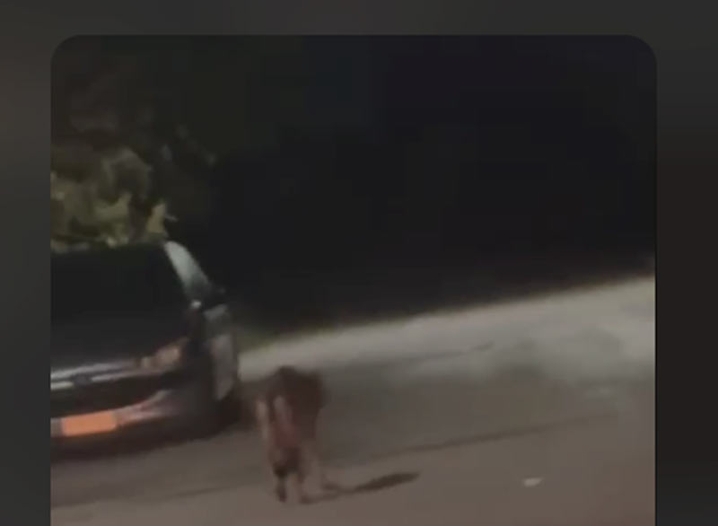 Λύκος μέσα στην πόλη των Άνω Λιοσίων…VIDEO